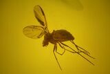 Detailed Fossil Fly (Diptera) In Baltic Amber #150737-1